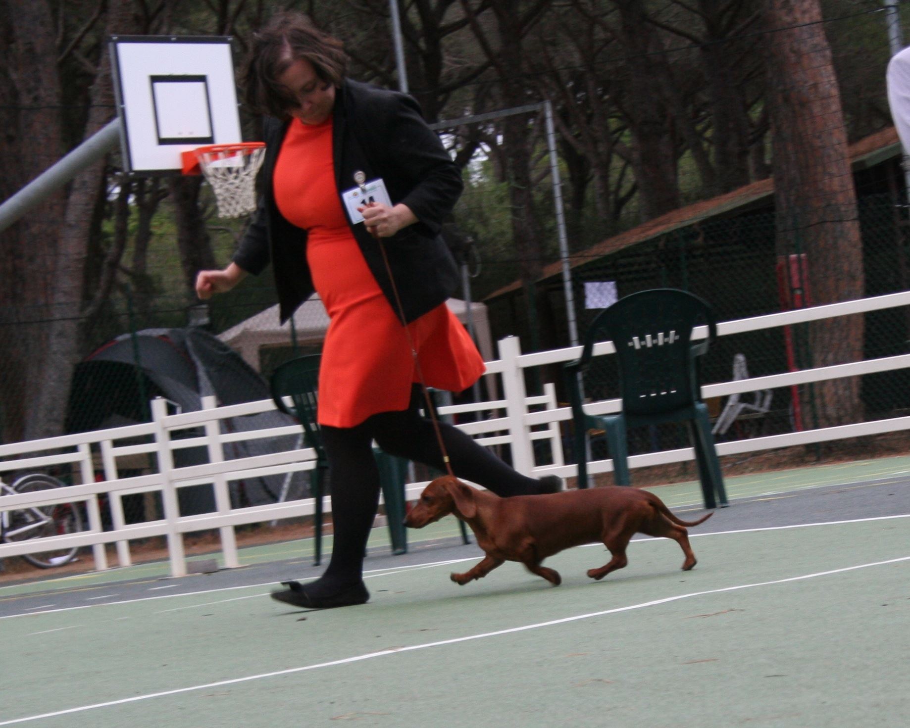 Dachshound standard in moviment in the Speciality dachshund club ABC